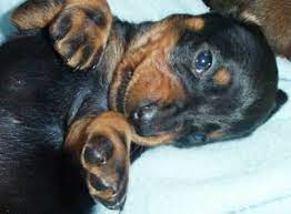 Check spelling or type a new query. Dachshund Puppies For Sale In Ny Cam S Dachshunds