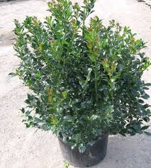 It features an abundance of magnificent red berries from mid fall to late winter. Ilex X Blue Maid 3 Types Of Soil Clay Soil Foliage