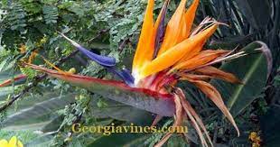 Bird Of Paradise Dwarf 1 Gallon Birds Of Paradise Plant Paradise Plant Plants