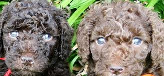 Mini goldendoodle puppies for sale in texas. Safari Doodles Golden Doodles Labradoodles Bordoodles