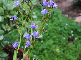 Image result for Aristea abyssinica