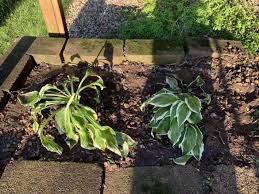Spring and late summer are the ideal times to plant hostas, because they are in active growth phases and will take root easily. Steps On How To Divide Your Hosta To Create More Of These Popular Plants The Gazette