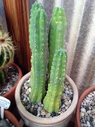 San pedro (echinopsis pachanoi) has plumper ribs and different spines, and grows in more erect, straight up branching the characteristics by which you identified the cacti was of interest to me. San Pedro Cactus Trichocereus Pachanoi Trichocereus Pachanoi Native To Ecuador Forms Columnar Stems To 15 In Height Stems Are Bluish Green In Color With