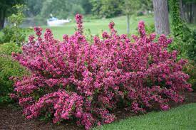 Mounded in shape, they have a nice, tidy appearance. 18 Best Flowering Shrubs For Sun Hgtv