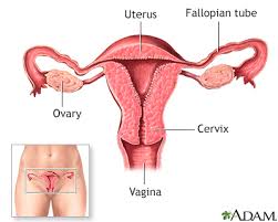 Image result for Cervical Cap