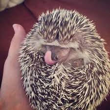 Facts About Hedgehog Pet Lifespan Health Food Diet Anifa Blog Hedgehog Pet Pygmy Hedgehog Hedgehog