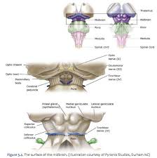 duke neurosciences lab 2 spinal cord brainstem surface