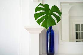 Monstera leaves have become an inspiration for a lot of room décor items as they give a tropical so with this as my inspiration, i came up with the idea to diy something super simple for my room. 5 Creative Ways To Use Plant Leaves As Decor Plant Care Tips And More La Residence