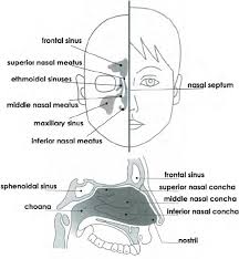 The upper nasal passage (meatus nasi superior)between the upper and middle turbinates. Front And Side View Of Human Head And Nasal Sinuses Adapted From Download Scientific Diagram