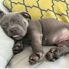 Sleepy Puppy Cute Animals Pittie Puppies Cute Dogs