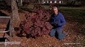 This ensures the mulch is free from foreign parasites and diseases. Free Mulch Youtube