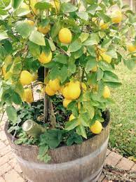 They breed trees in apple wine barrels here, the apple wine has a strong tradition. Dwarf Lemon To Be Planted In Existing Barrel With Citrus Potting Mix Fed Every 3 Months With Garden Gold S Wine Barrel Garden Garden Pest Control Garden Pests