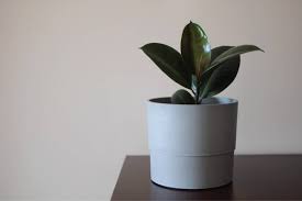 Hevea brasiliensis & synthetic rubber are 2 main types. 10 Types Of Rubber Trees And Plants Garden Tabs