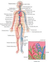 The blood vessels divide into small capillaries, with each ending in a lobule. Biology Of The Blood Vessels Heart And Blood Vessel Disorders Merck Manuals Consumer Version
