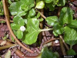Image result for Boerhavia repens