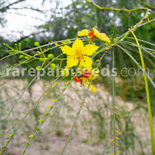 Image result for Parkinsonia aculeata