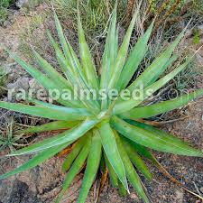 Image result for Cyphostemma kilimandscharicum