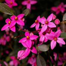 Image result for Rutaceae