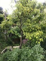 The botanischer garten frankfurt am main (7 hectares) is a botanical garden and arboretum formerly maintained by the goethe university and since 2012 administered by the city of frankfurt. Grundstucke Garten Mieten Und Kaufen In Frankfurt Main Hessen Ebay Kleinanzeigen