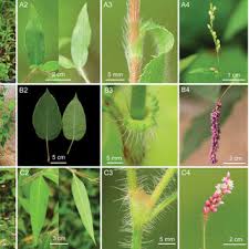 Image result for Leptactina benguelensis