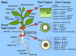 Maybe you would like to learn more about one of these? What Do Plant Cells Need To Respire Quora