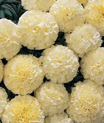 Snowball Hybrid Marigold Seeds And Plants Annual Flower Garden At Burpee Com Annual Flowers Beautiful Flowers Garden Flower Landscape