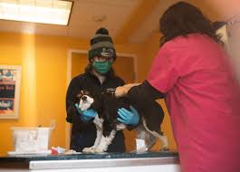Pet assistance for low income families massachusetts. Dogged Determination Central Mass Veterinarians On The Front Lines Of Covid