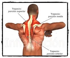 Músculos de espalda anatomia musculos hormonas anatomía humana estiramientos estudio ejercicios musculos de la espalda. Dolor En El Musculo Trapecio Efisio Es Fisioterapia Madrid