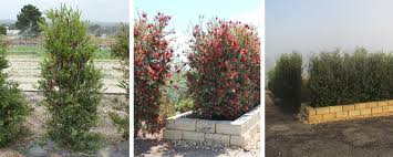 Tall potted plants can turn ordinary container gardens into works of art. Hedges For Small Or Narrow Spaces