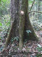 Image result for Anthonotha macrophylla