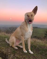 Abused And Abandoned Pregnant Pooch Shot 17 Times Is Now A Registered Therapy Dog Old Dogs Therapy Dogs Dogs
