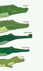 Identifying Alligators Crocodiles And Their Cousins
