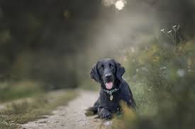 Flat Coated Retriever Flat Coats Full Profile History