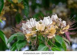 Image result for Crateva