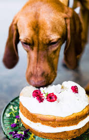 When your dogs are celebrating their birthdays, why not celebrate it with the best birthday cake for dogs. Birthday Cake For Dogs Grain Free Recipe Cotter Crunch