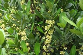 Image result for Garcinia acutifolia