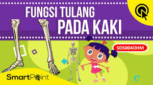We did not find results for: Kenali Fungsi Tulang Pada Kaki Berikut Ini Smartpoint Sd5004ohm Youtube