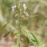 Image result for Cleome aculeata