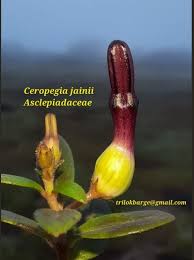 Image result for Ceropegia stenantha