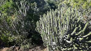 Image result for Euphorbia papillosicapsa