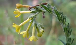 Image result for Boraginaceae