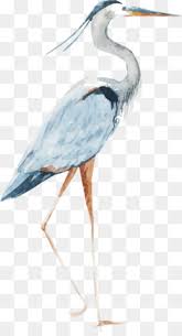 Check spelling or type a new query. Heron Png Blue Heron Great Blue Heron Grey Heron Night Heron Heron Bird Heron Cartoon Heron Drawing Heron Illustration Heron Sketch White Heron Bird Heron Paintings Heron Illustrations Cleanpng Kisspng