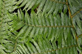 Image result for Cyathea dregei