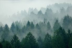 Mystic Woods Forest Photography Nature Photography Forest Painting