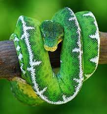 Emerald Tree Boa Boa Constrictors Snake Database Snakeestate Com Emerald Tree Boa Boa Constrictor Cute Reptiles