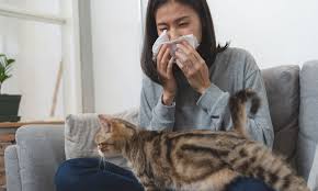 About one third to half of cats have been exposed to the bacteria at some point in their lifetime. New Pet Food Claims To Reduce Allergens After Study Shows It Is Their Spit That Causes The Sniffles Daily Mail Online
