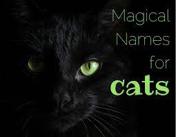 Whether you are searching for female grey cat names or male grey cat names, we have some ideas for you! 165 Magical Names For Cats Pethelpful By Fellow Animal Lovers And Experts