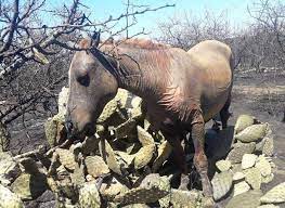 Hay que estar más alertas en estos días. Infocampo El Drama De Pancho El Caballo Quemado Tras Un Incendio En Cordoba