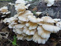 Check spelling or type a new query. Oyster Mushroom Identification Pictures Habitat Season Spore Print Pleurotus Ostreatus