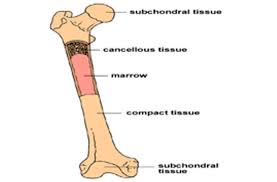 German shepherds account for more than their fair share of cases. Bone Marrow Cancer Cancerwalls